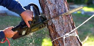 How Our Tree Care Process Works  in  Cooper City, FL