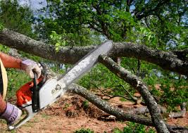  Cooper City, FL Tree Care Services Pros