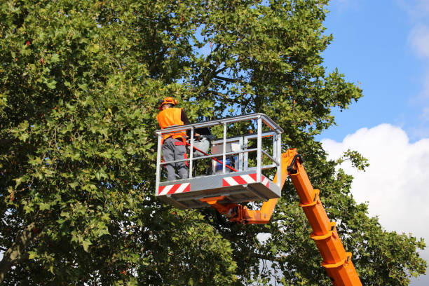 Best Tree Cabling and Bracing  in Cooper City, FL