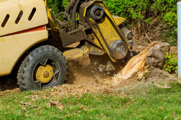 Best Tree and Shrub Care  in Cooper City, FL