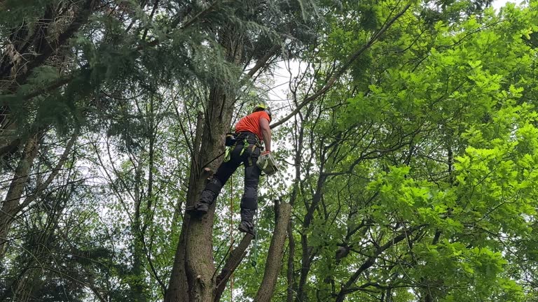 Best Tree Health Inspection  in Cooper City, FL