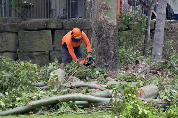 Best Arborist Consultation Services  in Cooper City, FL