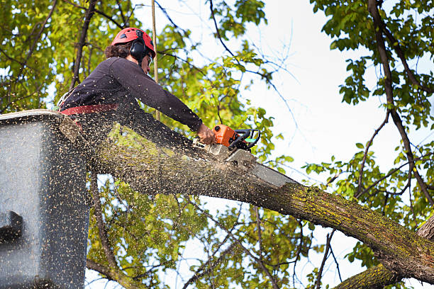 Best Firewood Processing and Delivery  in Cooper City, FL