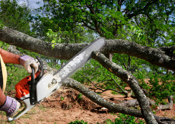 Best Tree Removal  in Cooper City, FL